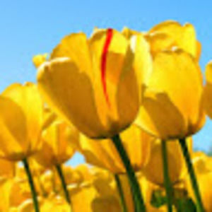 Meet your Posher, Sally